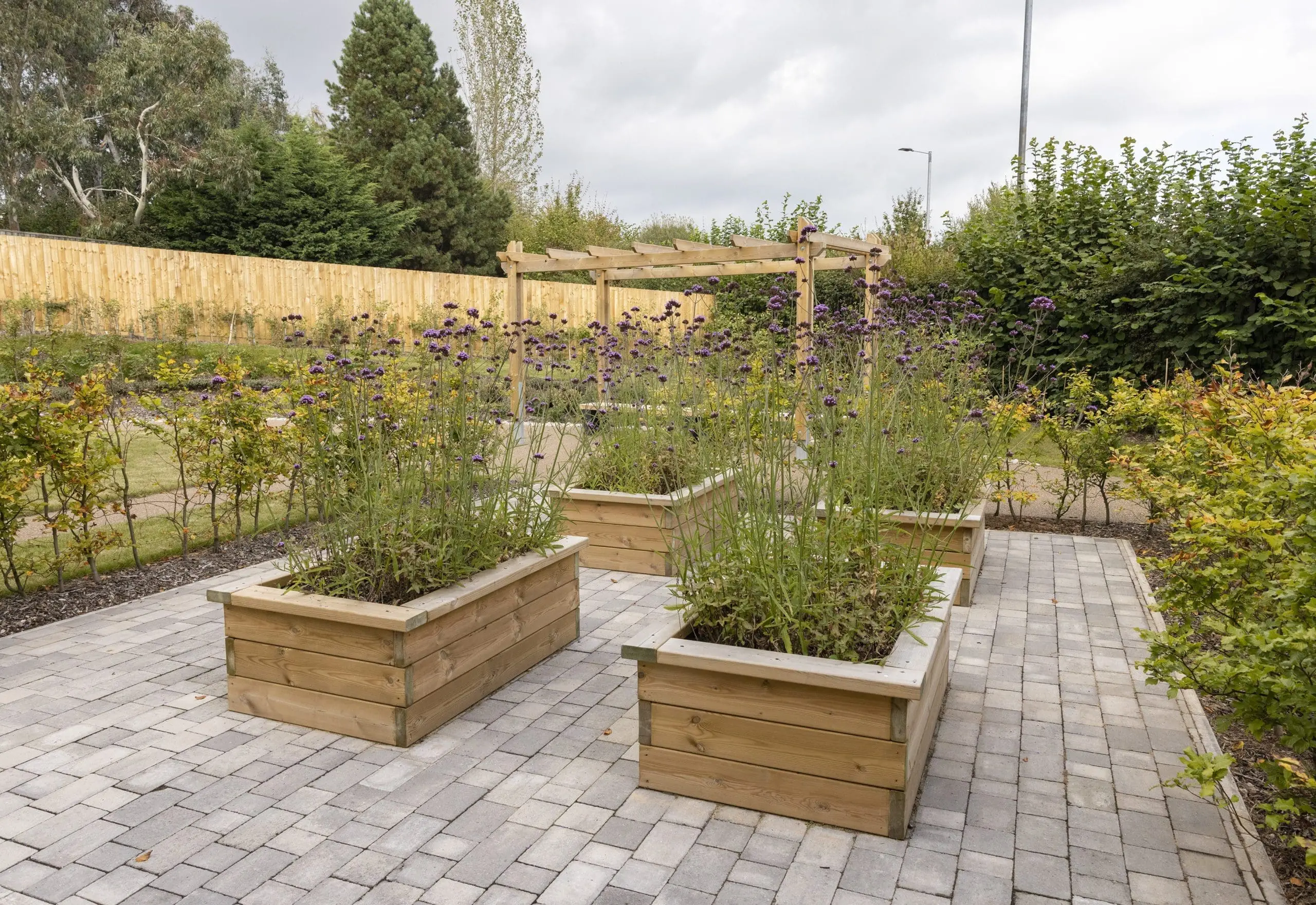 4 small rectangular raised planters with purple flowers surrounded with bushes