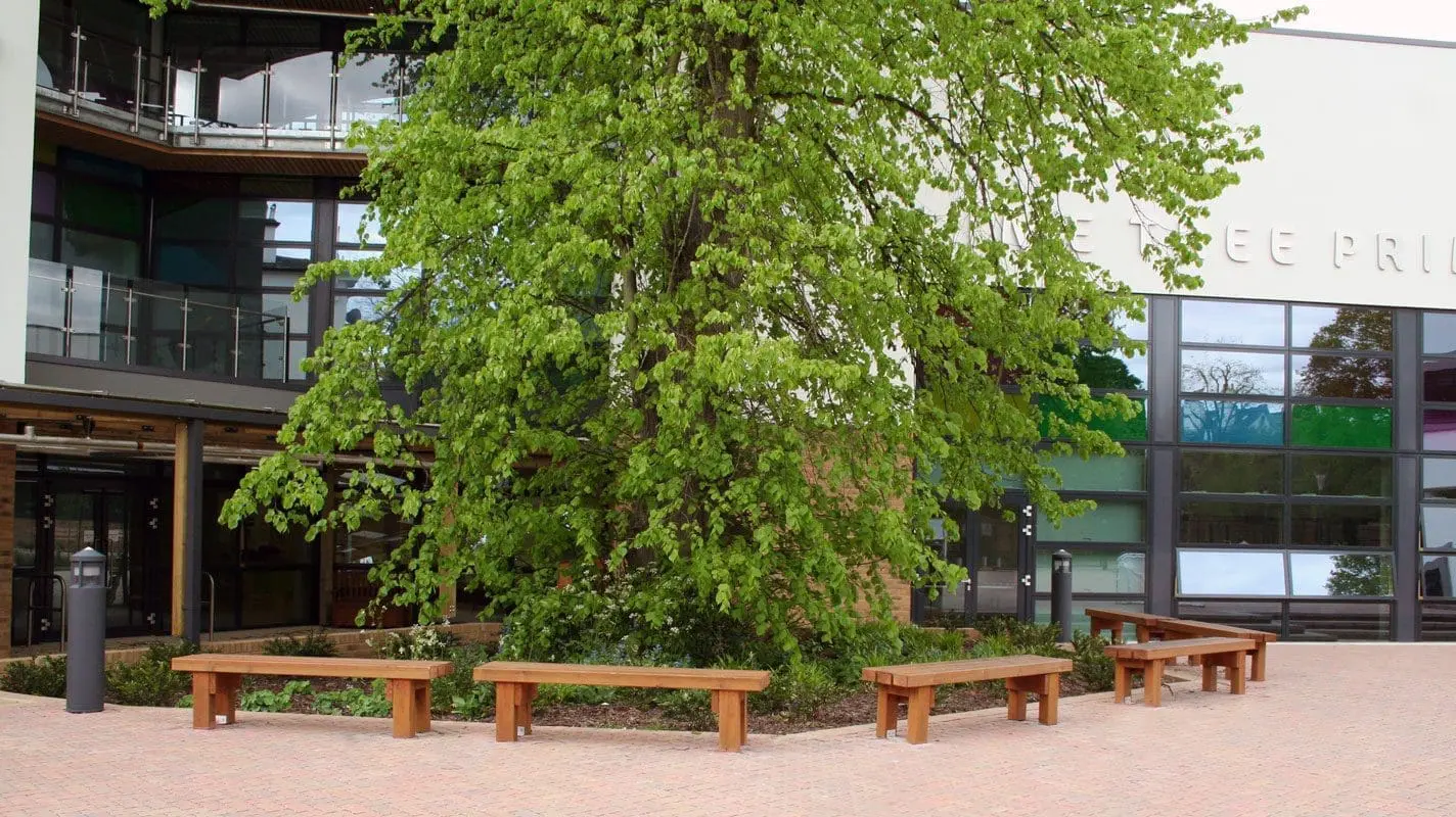 Collection of straight wooden benches following path around large tree