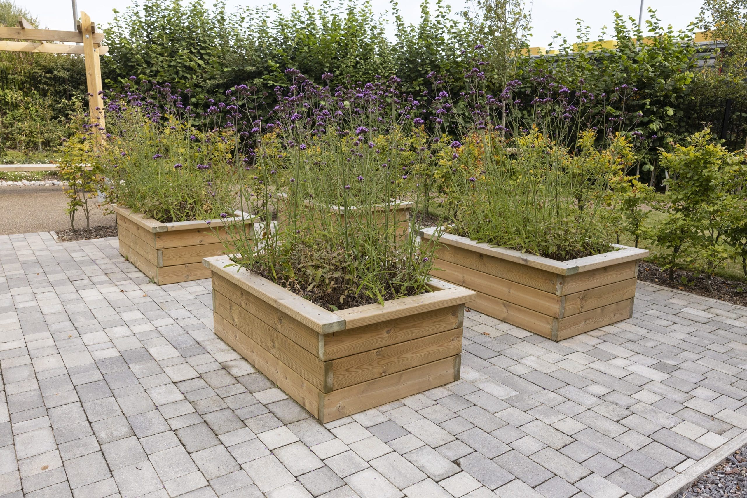 4 small rectangular raised planters with purple flowers surrounded with bushes