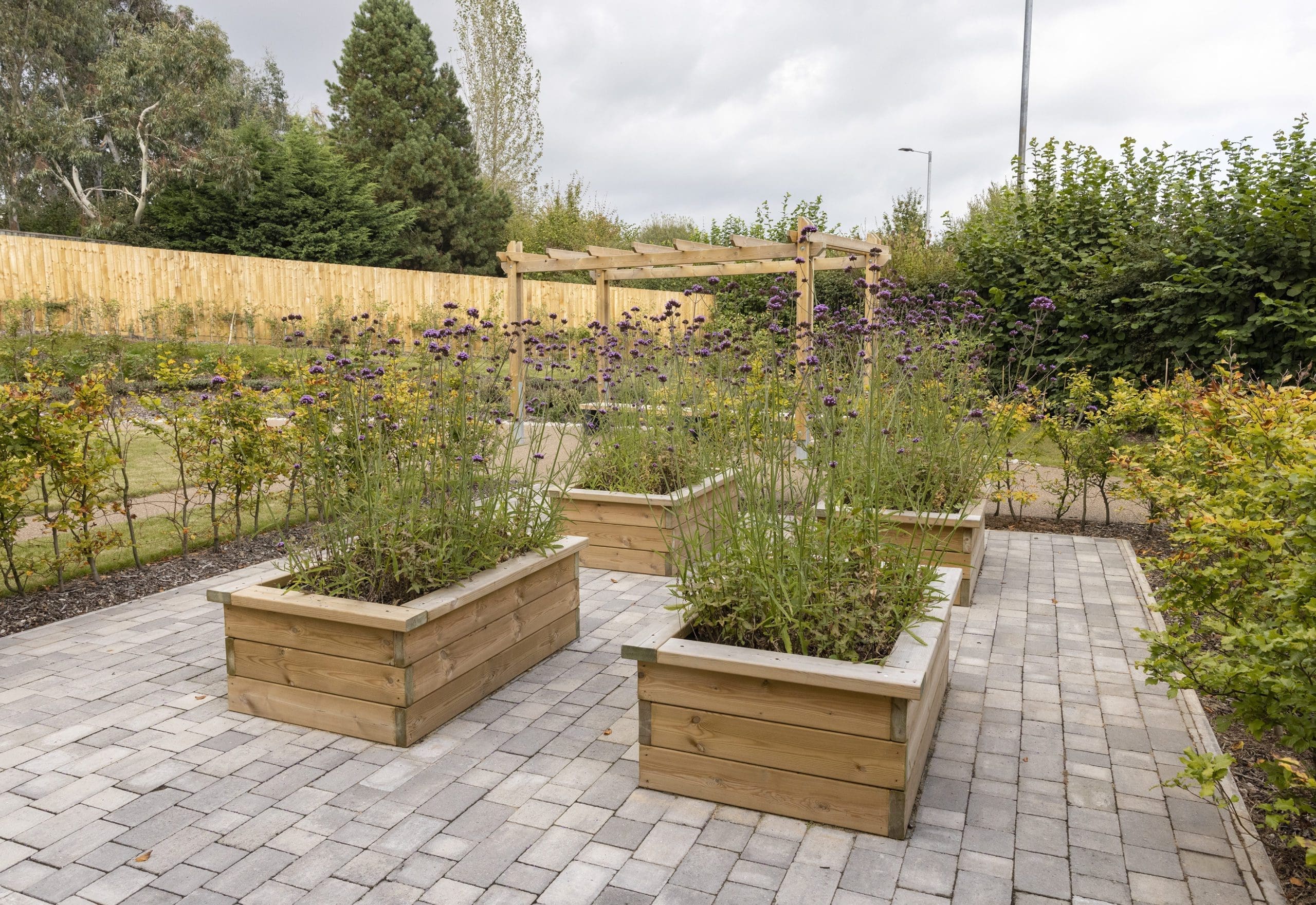 4 small rectangular raised planters with purple flowers surrounded with bushes