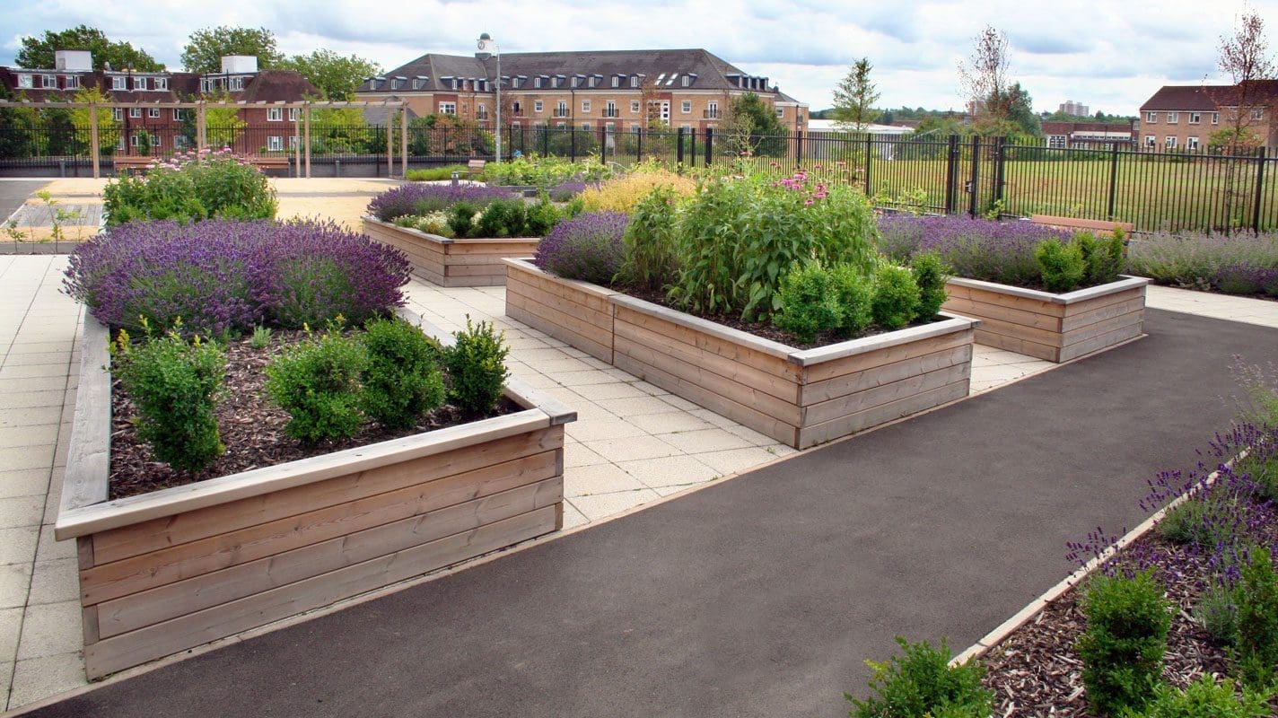Multiple rows of raised wooden planters filled with lavender and bushes