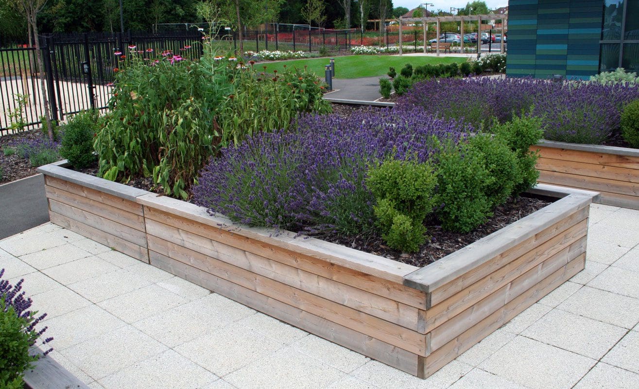 Multiple rows of raised wooden planters filled with lavender and bushes