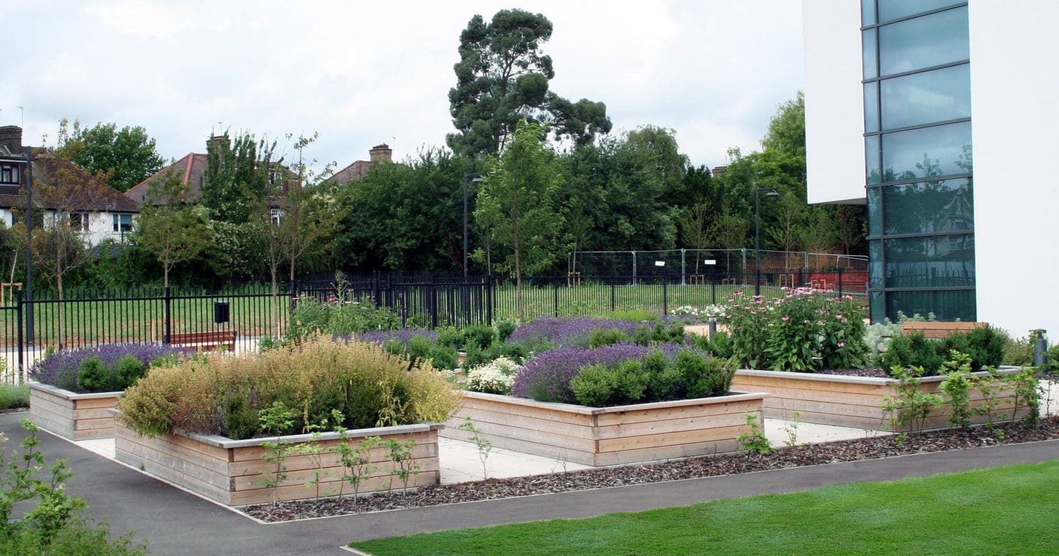 Multiple rows of raised wooden planters filled with lavender and bushes