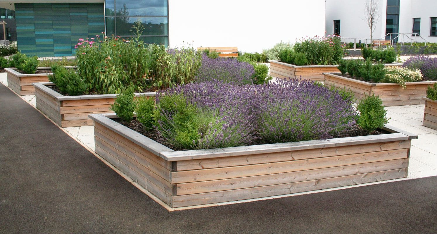 Multiple rows of raised wooden planters filled with lavender and bushes